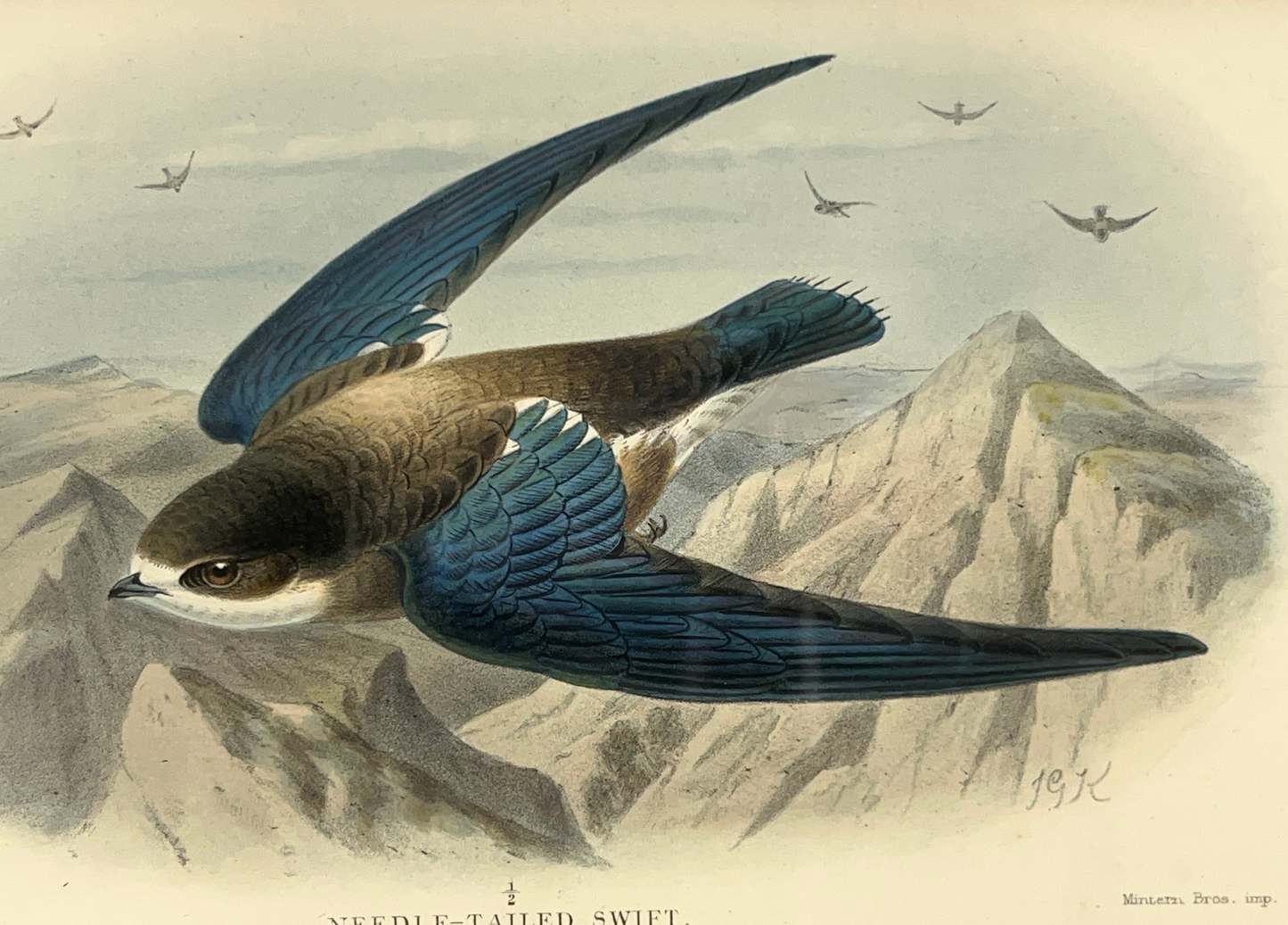 Needle Tailed Swift (Acanthyllis Caudacuta)