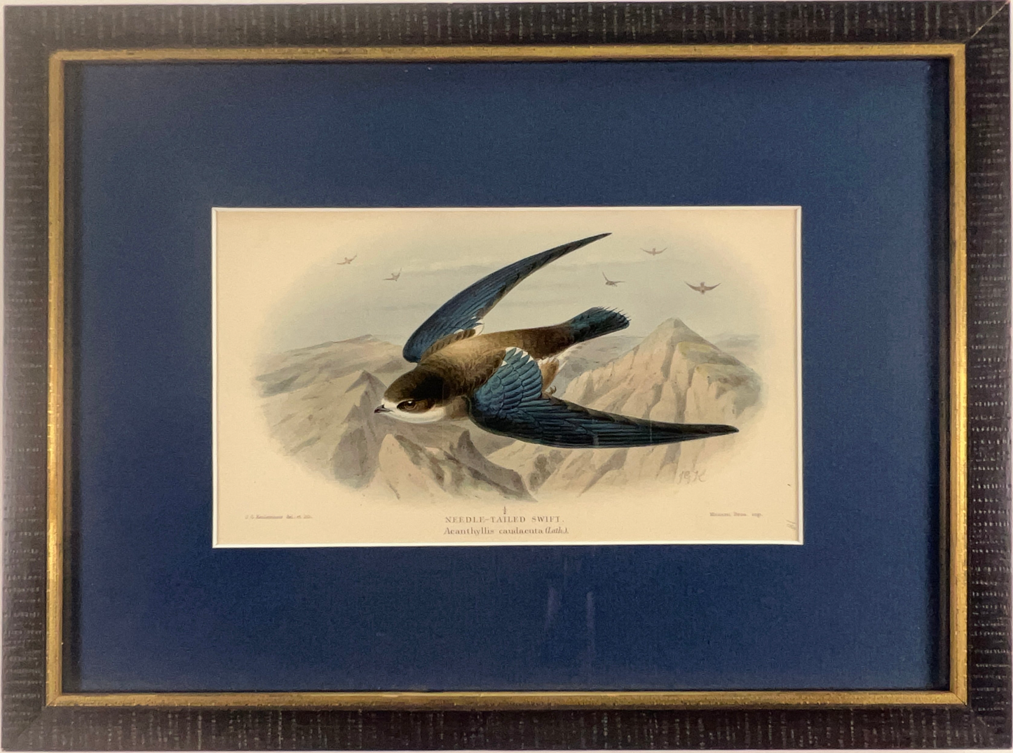 Needle Tailed Swift (Acanthyllis Caudacuta)
