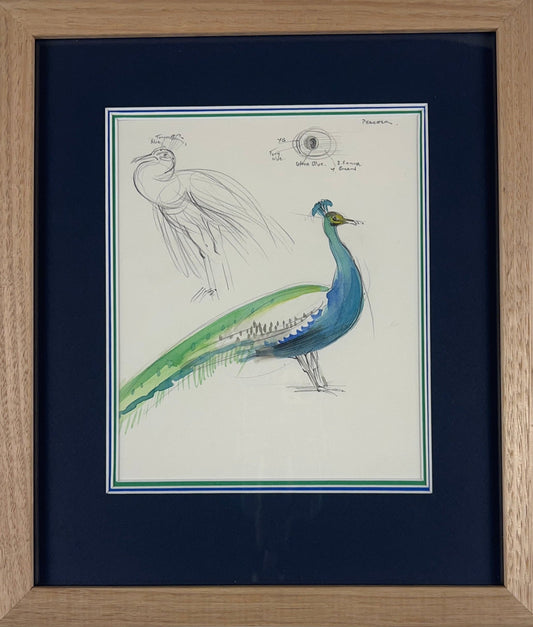 Peacock Study